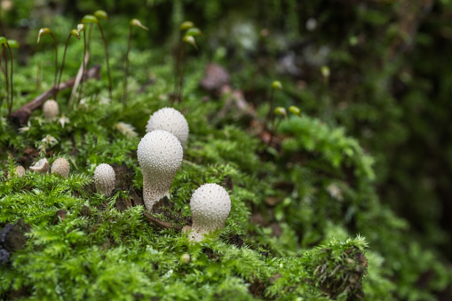 Forest mushroom, common puffball knows also as gem studded puffball, devils snuff box or warted puffball, is a species of puffball fungus, growing on mossy tree trunk, close up