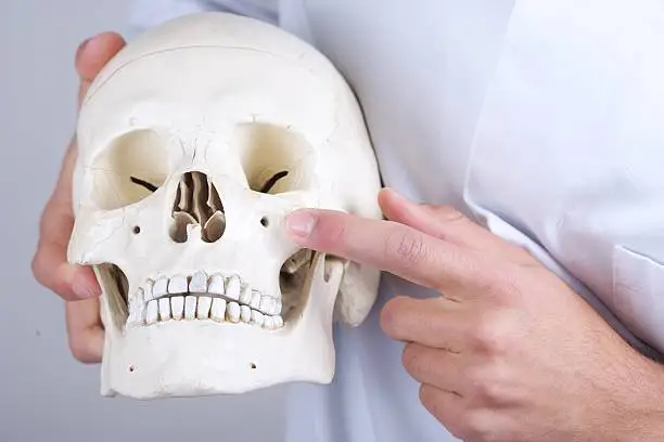 Doctor holds a synthetic skull and points on the infraorbital foramen.