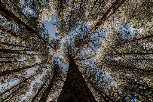 Low angle view of trees in a forest