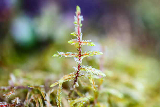 Close-up of young fir branch stock photo