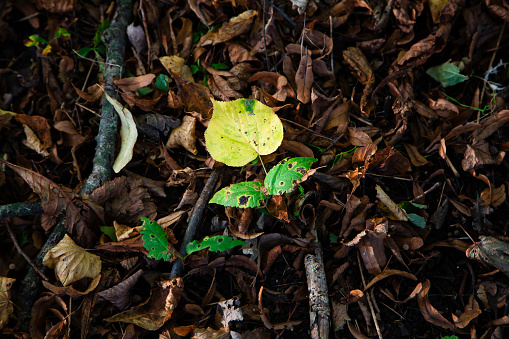 October 8, 2023: The most beautiful autumn shot of a yellow and green leaf of a Linden tree, with two other green leaves growing next to it, forming a truly beautiful figure contrasting with the brownish colors of the forest floor. The figure of leaves is placed at the center of the frame