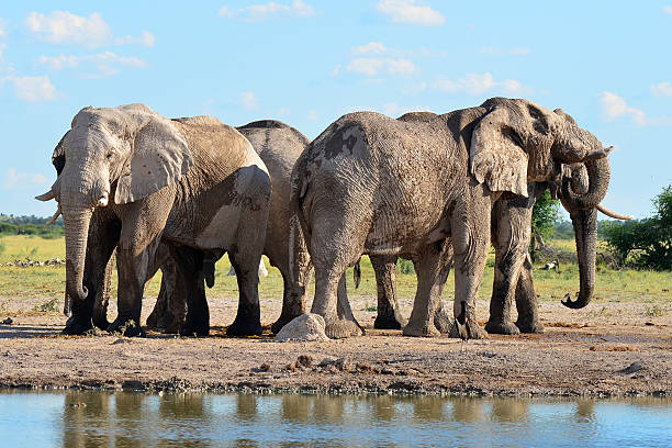 elephants in Nxai pan reserve