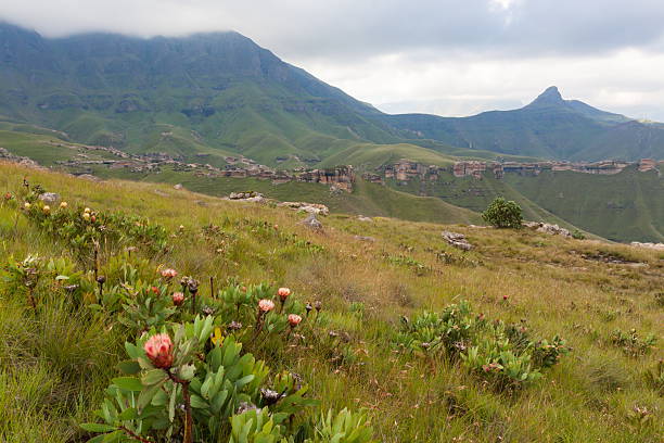 Proteas in the Maluti Mountains, Lesotho