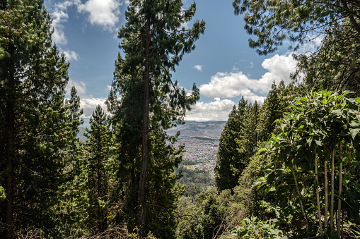 View of the trees from the top of the mountain