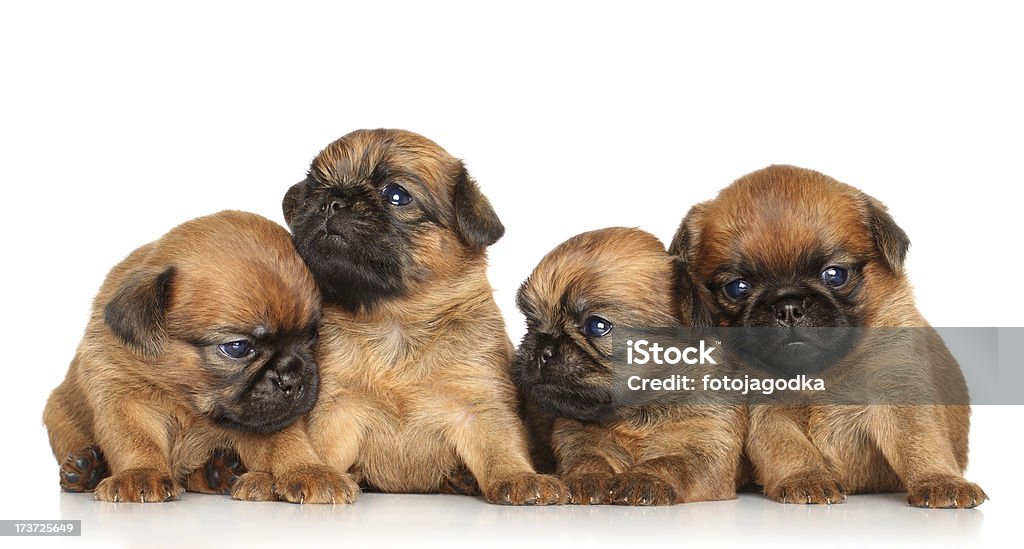 Griffon Welpen auf weißem Hintergrund - Lizenzfrei Fotografie Stock-Foto