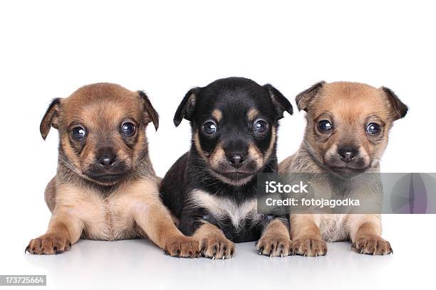 Chihuahua Welpen Stockfoto und mehr Bilder von Braun - Braun, Chihuahua - Rassehund, Drei Tiere