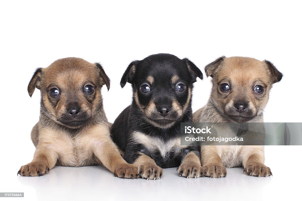 Chihuahua puppies (1 mês) - Foto de stock de Animal royalty-free