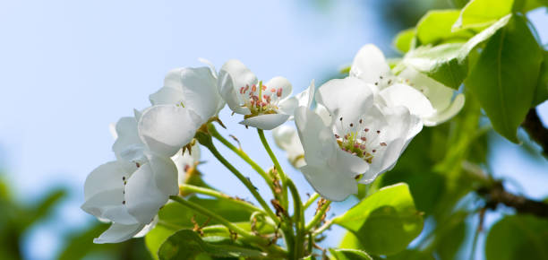 istock Blossoming pear tree and blue sky. Wide photo. 1737259521