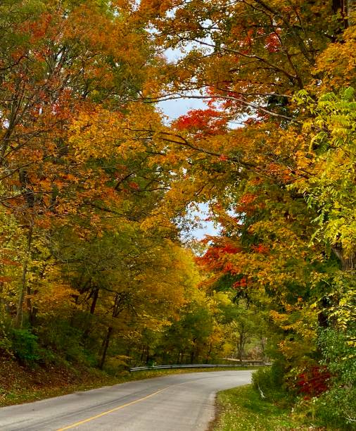 istock Colourful trees on a country road in fall 1737267277