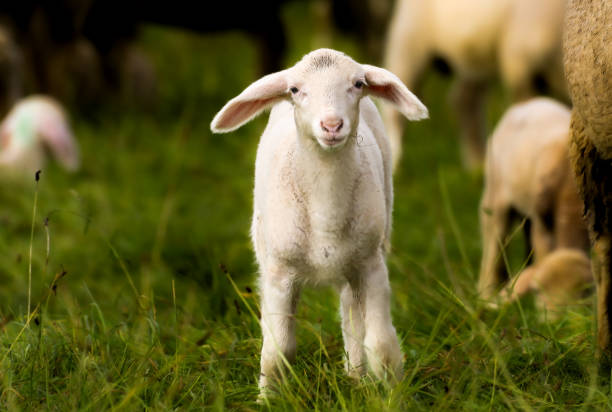 Little lamb looks into the camera