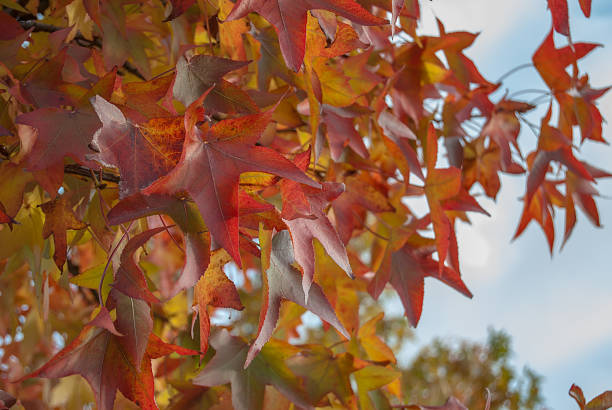istock leaves of autumn 173727136