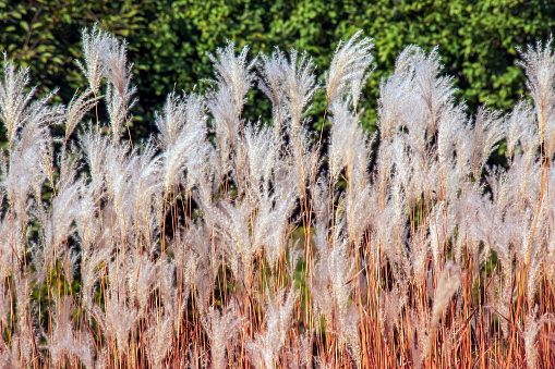 Tall grass seed heads blowing in the wind