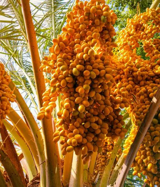Dates fruit bunch clusters hanging on date palm tree datefruit bunches hang on datepalmtree bouquet de dattes, fecha de la fruta, image, photo