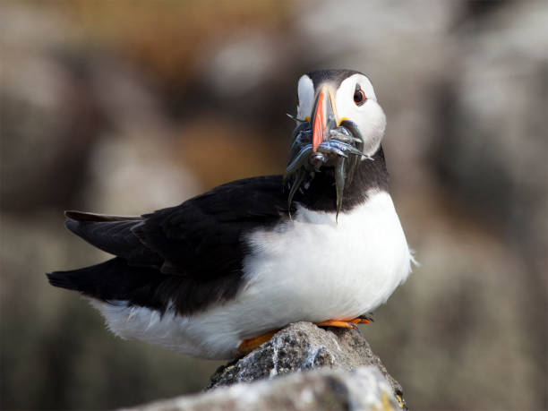 istock Puffin with Sand Eels, Isle of May, Scotland 173727671