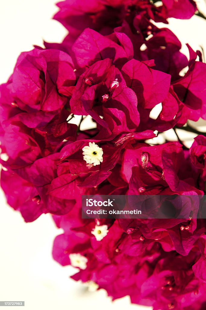 Begonia - Lizenzfrei Bildhintergrund Stock-Foto
