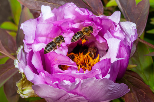 An open lilac peony flower with a swarm of bees collecting pollen in the middle of the bud.