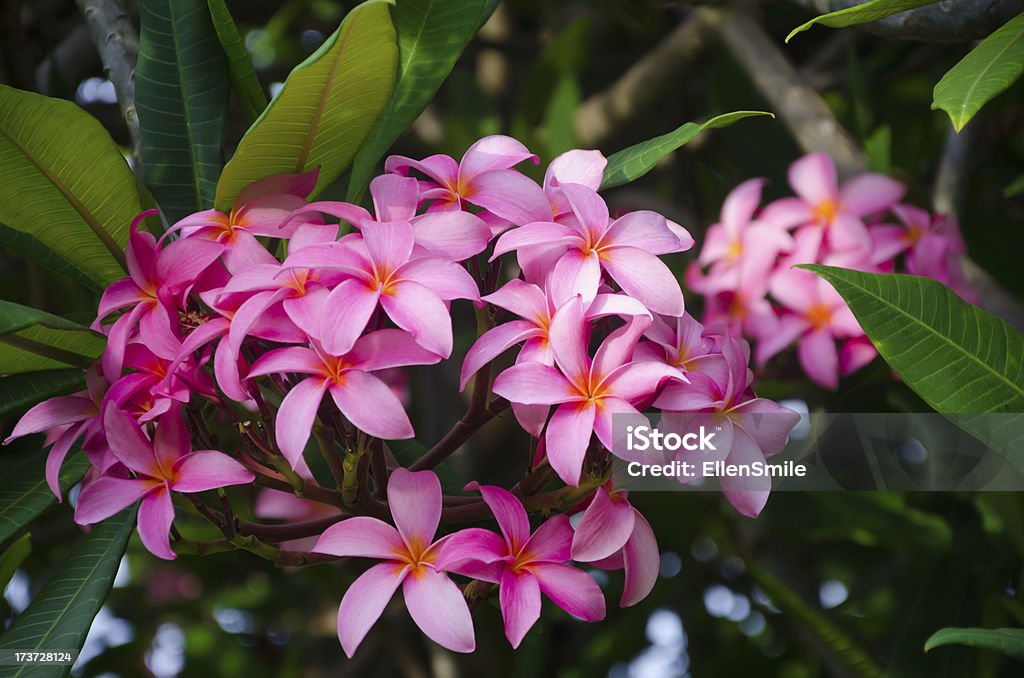 Frangipani (plumeria) flower - Lizenzfrei Bildhintergrund Stock-Foto