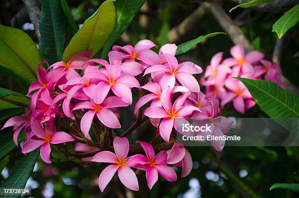 Frangipani Flower Stockfoto und mehr Bilder von Bildhintergrund - Bildhintergrund, Blatt - Pflanzenbestandteile, Blume