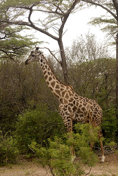 istock Masaai giraffe, Selous Game Reserve, Tanzania 173728213