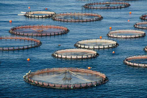 Cages for growing fish. Floating construction for open-water fish farm in the Mediterranean Sea. Close-up.