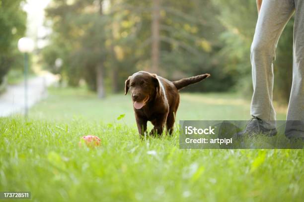 Giovane Cane Razza Labrador Cioccolato - Fotografie stock e altre immagini di Cagnolino - Cagnolino, Allenamento, Palla sportiva