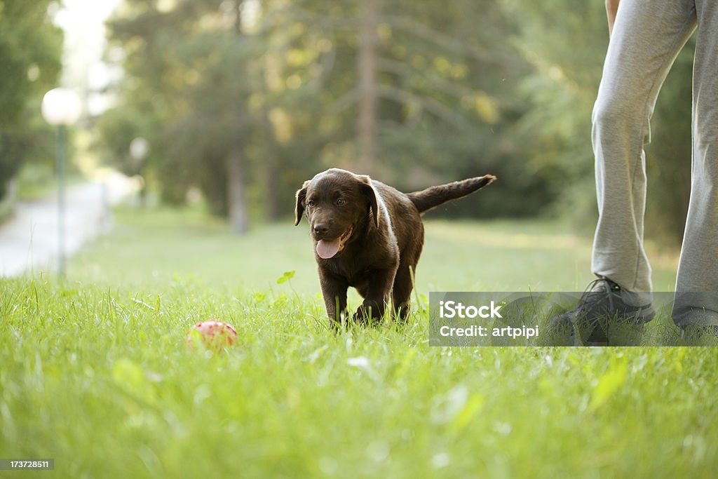 Młody breed Czekoladowy Labrador Pies - Zbiór zdjęć royalty-free (Szczenię)