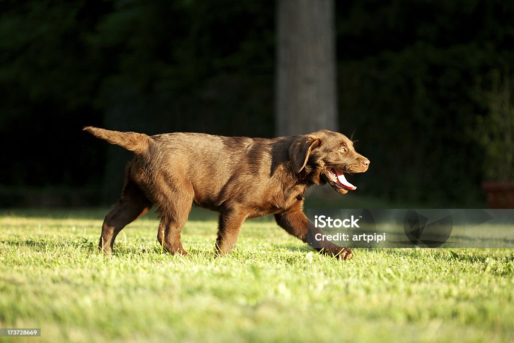 Giovane cane razza Labrador cioccolato - Foto stock royalty-free di Ambientazione esterna