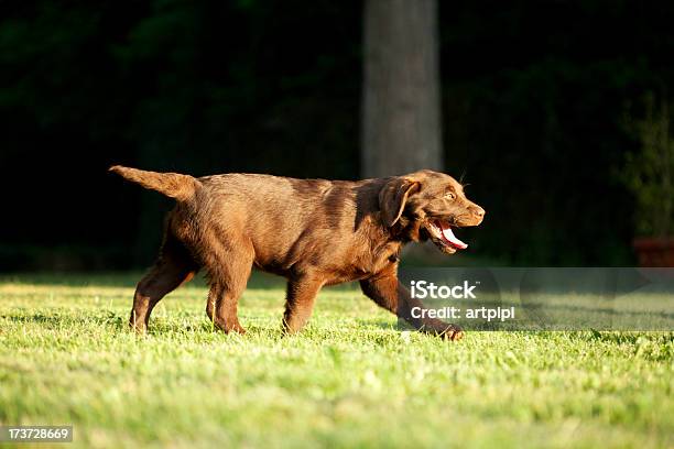 Giovane Cane Razza Labrador Cioccolato - Fotografie stock e altre immagini di Ambientazione esterna - Ambientazione esterna, Animale, Animale da compagnia