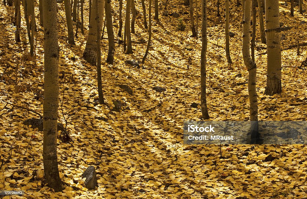 Golden floresta - Foto de stock de Amarelo royalty-free