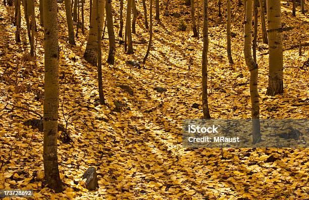 Foto de Golden Floresta e mais fotos de stock de Amarelo - Amarelo, Aventura, Bosque - Floresta