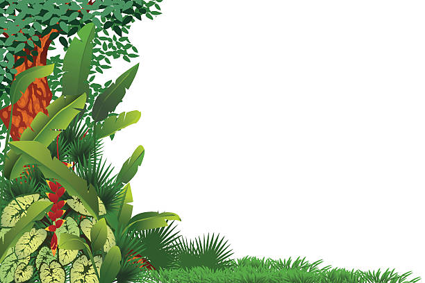 ilustrações de stock, clip art, desenhos animados e ícones de floresta tropical exótica - fern forest ivy leaf