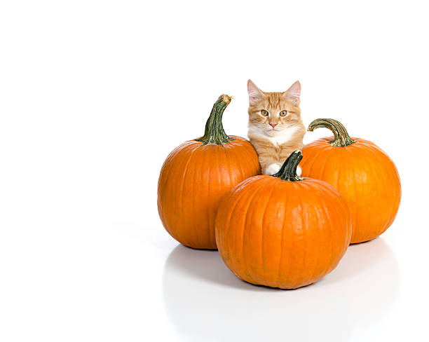 Ginger Kitten with Pumpkins on 255 White stock photo