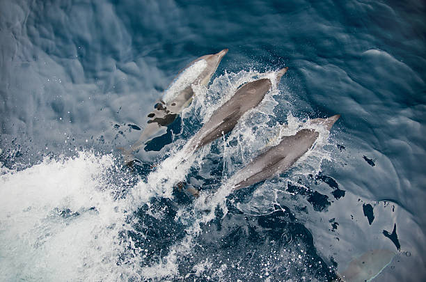 Common Dolphins Three (3) common dolphins (Delphinus) bow-riding off the coast of San Diego, California. dorsal fin stock pictures, royalty-free photos & images