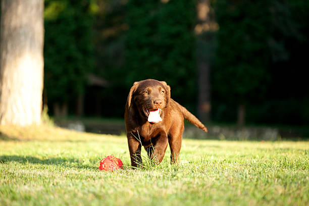 istock young breed chocolate Labrador dog 173728907