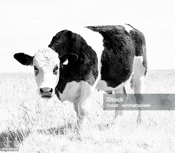 Cow 공통 0명에 대한 스톡 사진 및 기타 이미지 - 0명, 가축, 농장