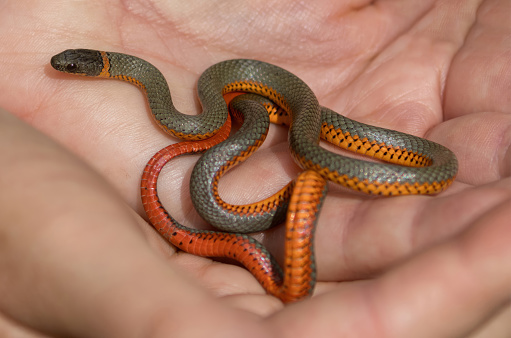 Pacific ring-necked snake. Lake Chabot Regional Park, Alameda County, California.