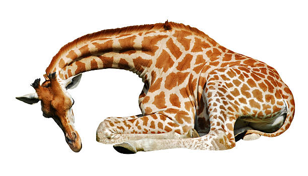 giraffa isolato disteso - giraffe two dimensional shape heavy horned foto e immagini stock