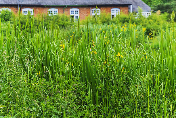 istock houses by canal 173730889