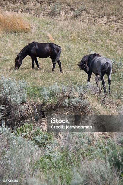 Photo libre de droit de Chevaux Sur Roosevelt Np banque d'images et plus d'images libres de droit de Animaux à l'état sauvage - Animaux à l'état sauvage, Brouter, Cheval