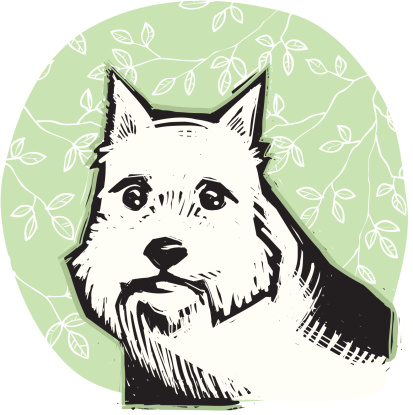Portrait of a Norwich terrier.