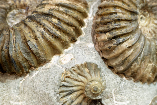istock Group of fossilized ammonites 1737325570