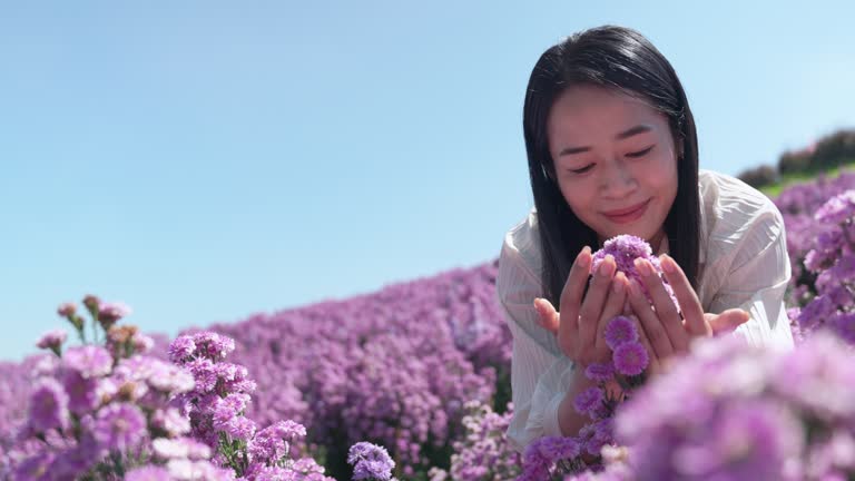 Woman and purple marguerite daisy flowers field.