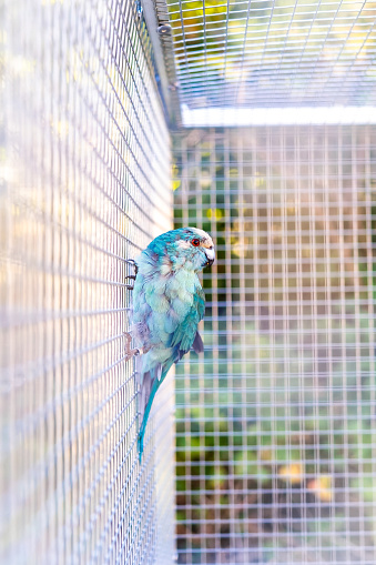 blue kakariki inside a cage in exterior