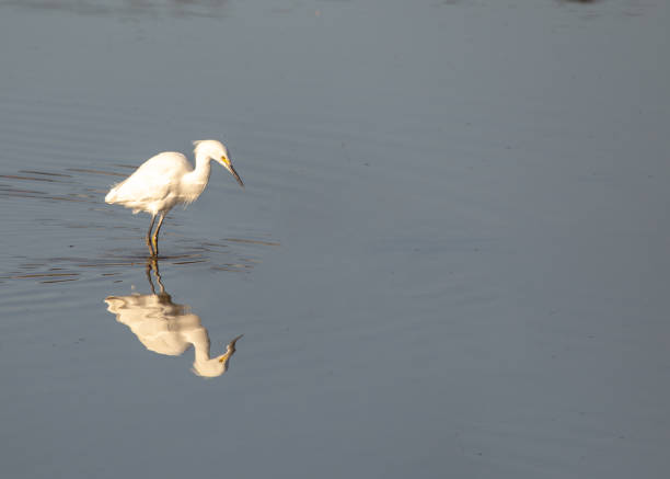 istock Snowy Egret (Egretta thula) spotted in California 1737338248