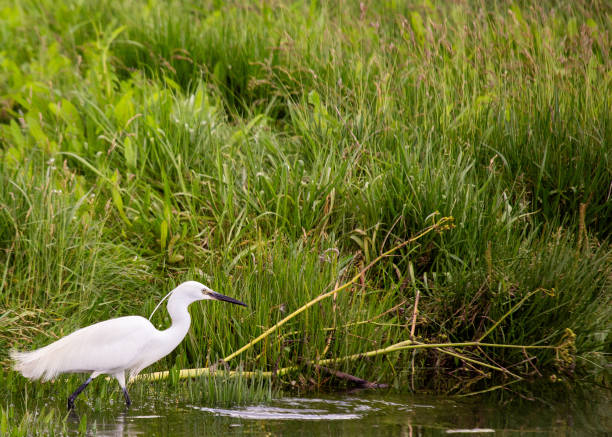 istock Little Egret (Egretta garzetta) in Dublin, Ireland 1737338811