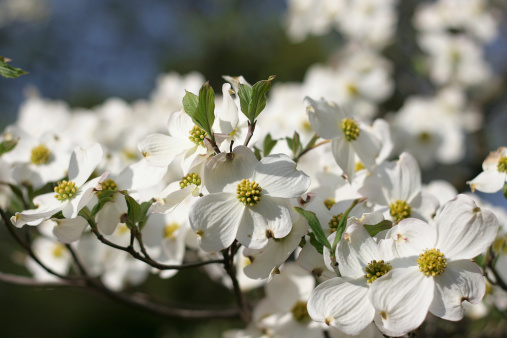 white dogwood flowers with green leaves