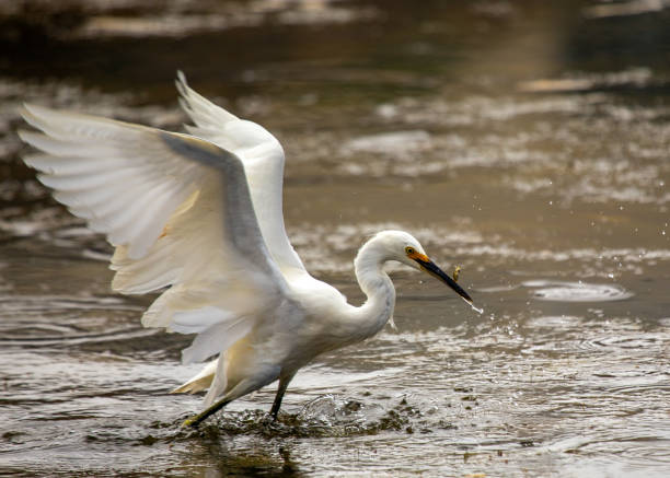 istock Snowy Egret (Egretta thula) spotted in California 1737341568