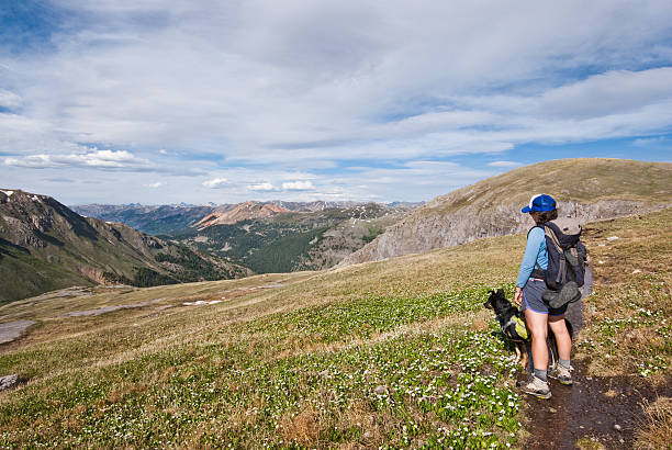 Hiker and Dog Looking at the View A young woman hiker and her companion dog look out over the San Juan Mountains from 12,000' Columbine Lake Pass in the San Juan National Forest near Silverton, Colorado, USA. jeff goulden domestic animal stock pictures, royalty-free photos & images