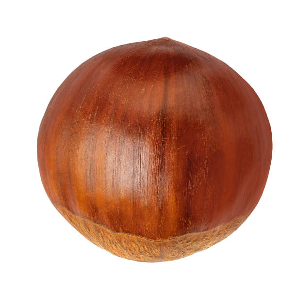 istock Horse Chestnut isolated on white background. 1737343747