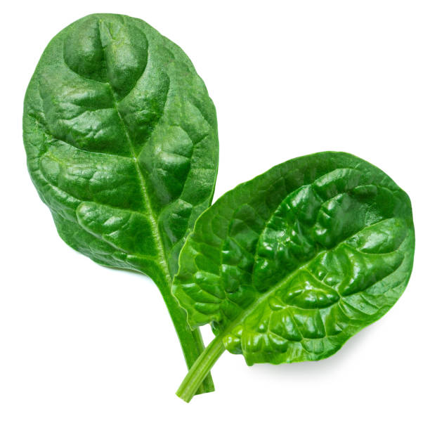 Spinach leaves isolated on white background. Fresh Spinach Macro. Top view. Flat lay.